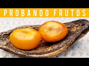 🔵TASTING BUTIA PALM FRUIT🍽️🌴🌰😋