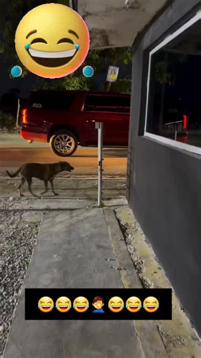 Secanja Na Nas on Instagram: "#😂😂😂🤣🤣🤣❤️❤️❤️🔥🔥🔥"