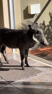 419K views · 7.7K reactions | POV: You're a Meerkat, and there's a Baby Warthog in the way!  #cute #funny #farmlife #meerkat #warthog | Ruben Namibia | Facebook