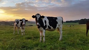 Clip of Holstein Friesians often shortened as Friesians, dairy cattle cows used to produce milk and other dairy products on a lush green farm during a spectacular sunset