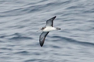 It's Important That These Birds Poop Only When They Fly