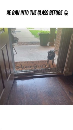 He ran into the glass before #funny #fyp #foryou #fypシ