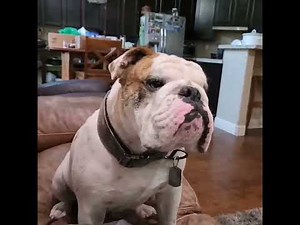 'Harry the Dirty Dog' read by Harry's Pappa