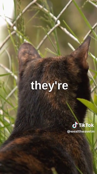 Why do cats purr? 🐱 #CatFacts #FelineFriends #WhyCatsPurr #AnimalBehaviour #PetLovers #CatLovers #AnimalCommunication #TheMoreYouKnow