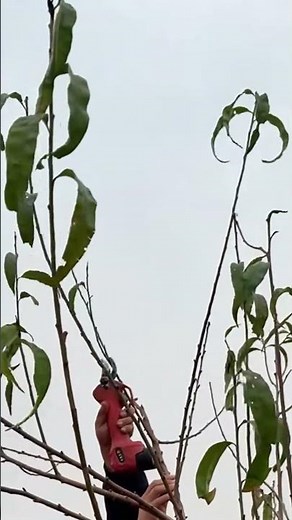 How to prune peach trees in fall | Cómo podar duraznos en otoño | 秋に桃の木を剪定する方法 | 가을에 복숭아나무 가지치기 하는 법