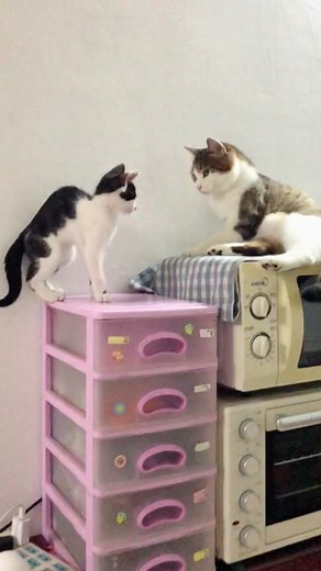 The big cat attacks with defense, while the little cat punches recklessly#cat #catsoftiktok #catvideo #funnycat #cute #fyp