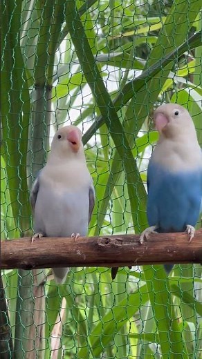 Colorful Lovebirds World 🥰💚#aviarylife#lovebirds#nature #birds