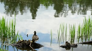 wild duck with little ducklings swims hunts and guards on a forest lake
