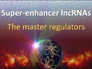 SE lncRNAs - The master regulators