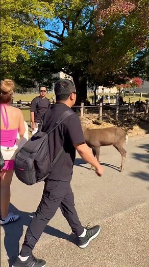 Nara Park deer in japan #narapark
