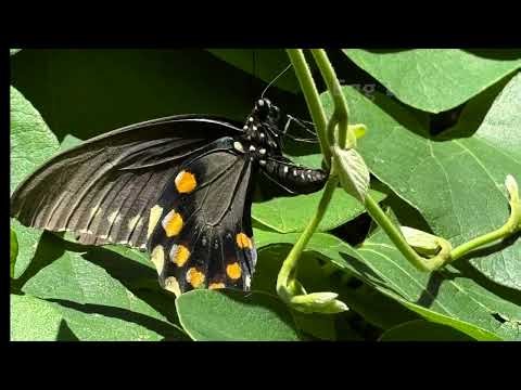 Pipevine Swallowtail Butterflies use host plant (Aristolochia macrophylla) in the northern states.