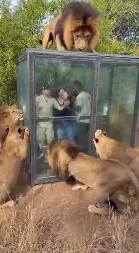 LIONS SMASH THE GLASS BOX — TOURISTS SCREAMING!! 🦁💥😱 You won’t believe what these African lions did! A group of giant lions suddenly attacked a reinforced glass box—and the impact was so violent the entire panel shattered in seconds! Tourists panicked, people screamed, and the whole moment was pure chaos. This is the most shocking lion footage of the year. WATCH BEFORE IT’S REMOVED! 🦁🔥💥😱 #LionAttack #GlassShattered #AfricanLions #GoneWrong #CaughtOnCamera #ViralClip #TrendingNow #SafariDi