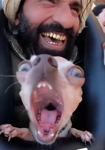 Chihuahua en montaña rusa: meme divertido