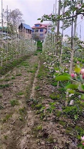 new gala varieties #apple #new #may #flowers