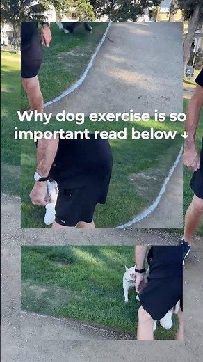Why exercise is very important for dogs