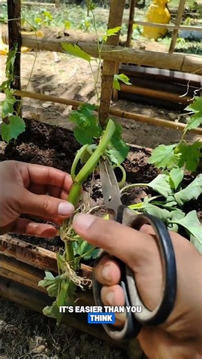 From Waste to Garden: Growing Bitter Melon at Home #gardeninghacks #gardening #diygardening