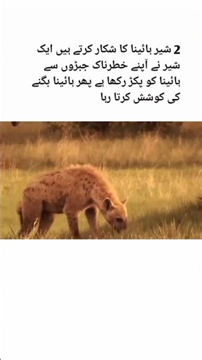 lion V's wood dog's #shorts #viral #trending