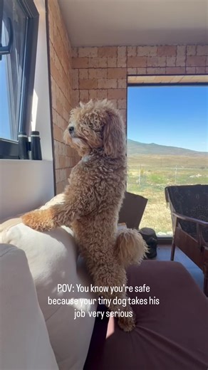 Understanding Maltipoo Dogs: Care and Benefits