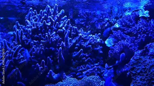 Mesmerizing reef aquarium with SPS corals, anemones and schooling green chromis swimming in deep blue lighting. Slow motion underwater video footage