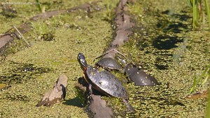 1.9K views · 121 reactions | Happy #WordTurtleDay!  Did you know painted turtles are known for their basking behaviour? In an effort to stay warm and get vitamin D3 from the sun, you can spot them piling on top of each other in the early morning. | WWF-Canada | Facebook