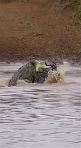 Antelope In Trouble While Crossing Crocodile Infested River