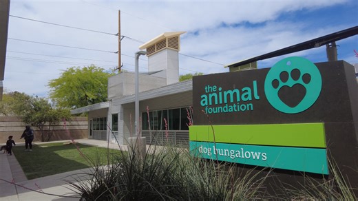 Animal Foundation urges community to adopt after influx from cruelty case seizures