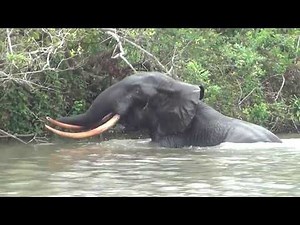Gabon Untouched: Forest Elephant Akaka