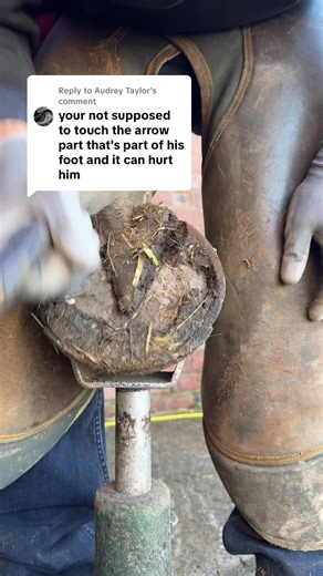 Replying to @Audrey Taylor ya recon? I don’t think this horse is in pain 💁🏻‍♂️🫠 #farrier #oddlysatisfyingvideo #asmr #fyp #forfarriersbyfarriers