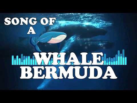 SONG OF A WHALE BERMUDA 1949