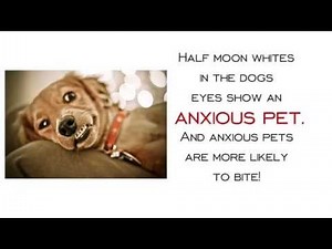 6 Early Signs Before a Dog Bites