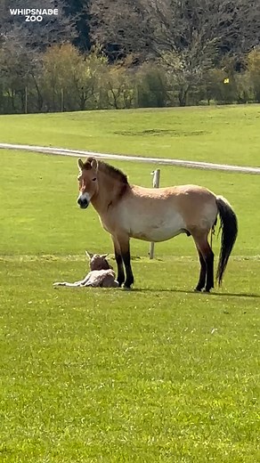 7.8K views · 1.7K reactions | We’re celebrating the birth of an...