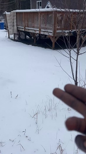Chickadee of the backyard winter take over. At these point I think these one permanent residents lol they haven’t left since April 😂 #chickadee #birds #backyardbirds #winter | Sheldon Miles