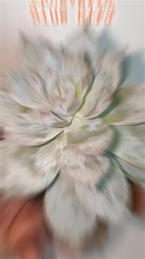 November’s succulent haul is here! Which one’s your fave? #succulents #subscription #unboxing #november #box | Succulents Box