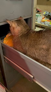 Sometimes Buster has to dig deep into the files 😹🐾🐾 #catlovers #cat #CATS #catslovers | Buster and brothers