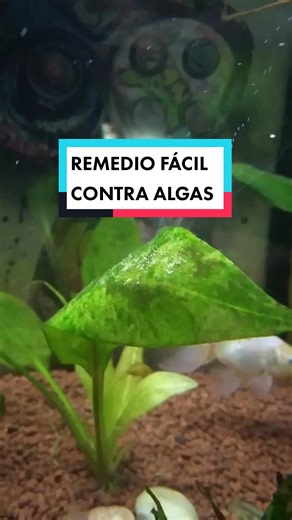 Asi podemos eliminar las algas antes de que lleguen a mas😊 Una dosis diaria, con la dosis adecuada o cada 12h, según la concentración y en una semana empezaremos a ver resultados 👏🏻 #fish #acuario #acuariofilia #fishtank #aquarium #acuariofilia #consejo