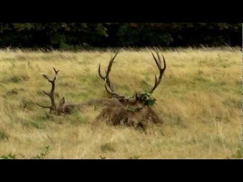 Red deer stag howling
