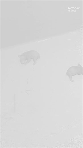 Did you know that sloth bear cubs are born blind? See the tiny newborn cubs recently welcomed at Smithsonian’s National Zoo. #usatodaypets | Cape Cod Times