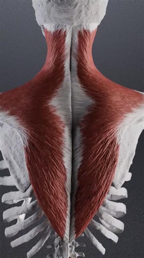 91K views · 1.8K reactions | Trapizius muscle #trapizius #muscle #anatomy | Dr. Ishtiaque Arafat | Facebook