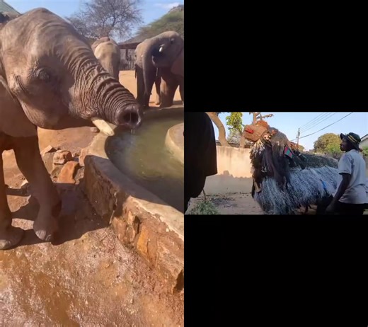 3.5K views | Young elephant drinking water in a pool and wants to play #enjoyyourvisittomalawiwithraymondbrown #exploreddestination #explorepage #CulturalHeritage #wildlifephotography #solofemaletraveler #luxurylifestyle #enjoylife #birds #python | Raymond Brown | Facebook