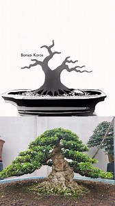 Bonsai cơ bản! #bonsaitree #bonsai @fan cứng | Dung Tran