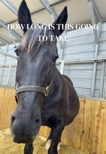 Foaling Season Insights for Horse Breeders