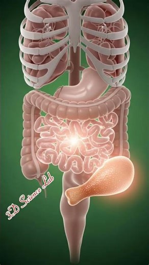 Inside a Chicken Bite // Digestion & Nutrition Explained 🍗 // Chicken Bite // 3d science lab