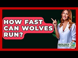 How Fast Can Wolves Run? - Biology For Everyone