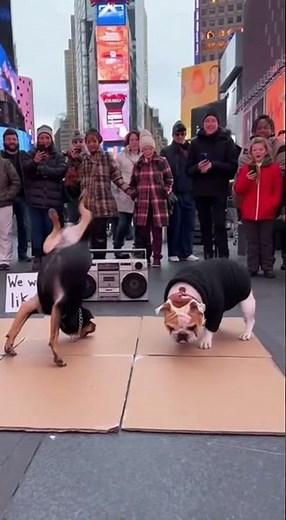 Two Dogs Dancing in the Middle of NYC — Crowd Goes Wild!