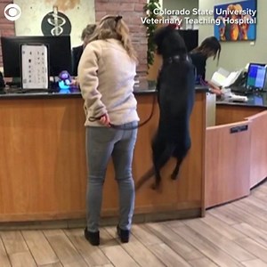 THAT FRIDAY FEELING: Endo the dog really likes going to the vet! The canine was at an appointment at the Colorado State University Veterinary Teaching Hospital in Fort Collins. That's when the dog started jumping up and down! | CBS Newspath