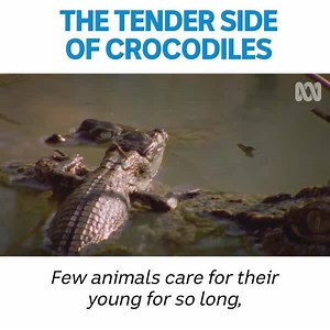 Crocodiles are some of the most dedicated mothers in the animal kingdom 🐊❤️ #AustraliaRemastered #Crocodile #BabyCrocodile | ABC iview
