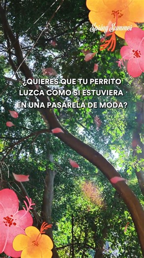 💅🏻🐕 ¡Haz que tu mascota se convierta en el ícono de la moda esta temporada Primavera - Verano! Desde looks casuales para el parque hasta outfits chic para acompañarte al café. Encuéntralos todos en tu tienda Petco favorita, en la Petco App o en petco.com.mx. ☀️🌺 #PetcoMéxico #ModaMascotas #OutfitsParaMascotas | Petco México