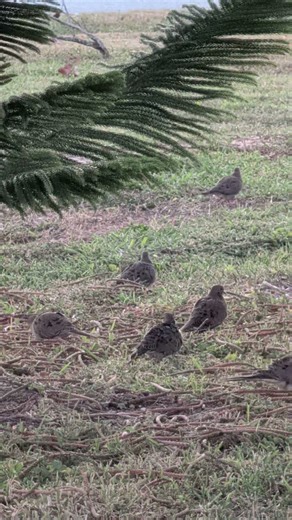 a flock of mourning doves resting, morning doves #birds #birdwatcher #dove