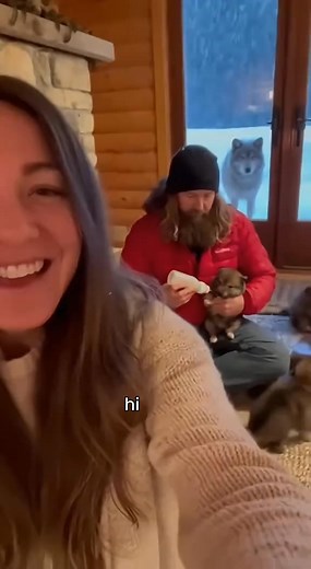 Wow this wolf pup reunion made me cry 🥹🥹🥹 #wolf #wholesome #reunion #puppies #father | Kyler CC2