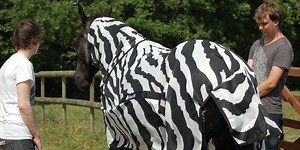 These Scientists Dressed Horses as Zebras to Learn What Stripes Are For